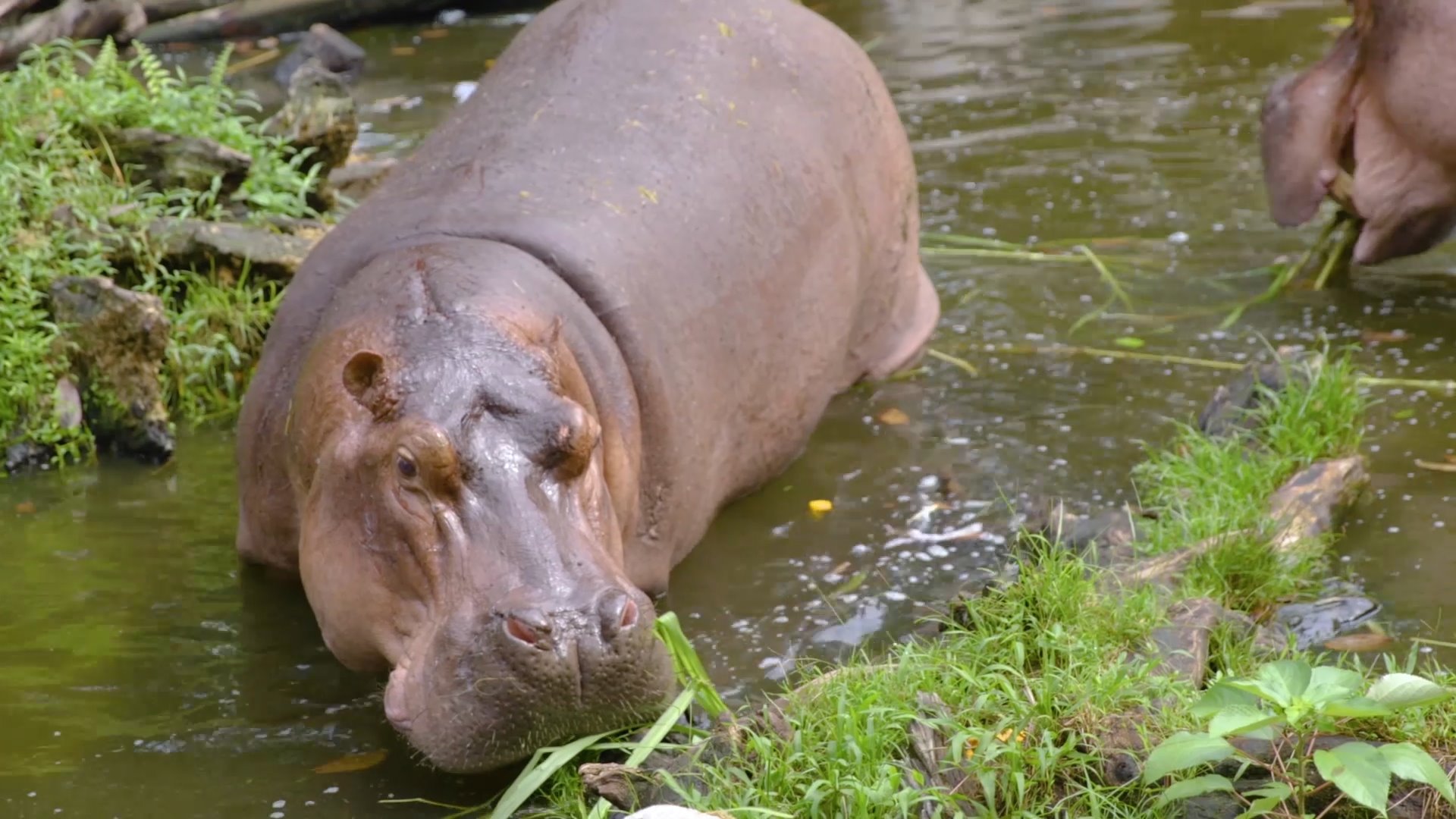 Suzie the hippo, S'pore zoo pioneer who arrived in 1976, dies at 44 -  Mothership.SG - News from Singapore, Asia and around the world