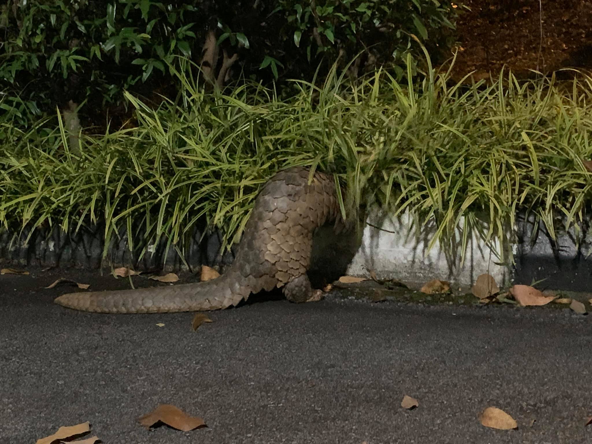 Jogger spots pangolin in S'pore, people tell him not to reveal location