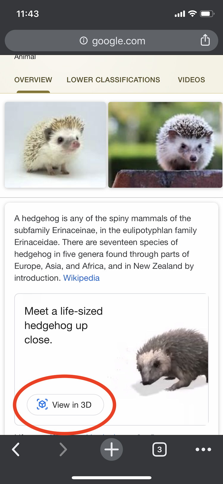 screenshot of hedgehog search