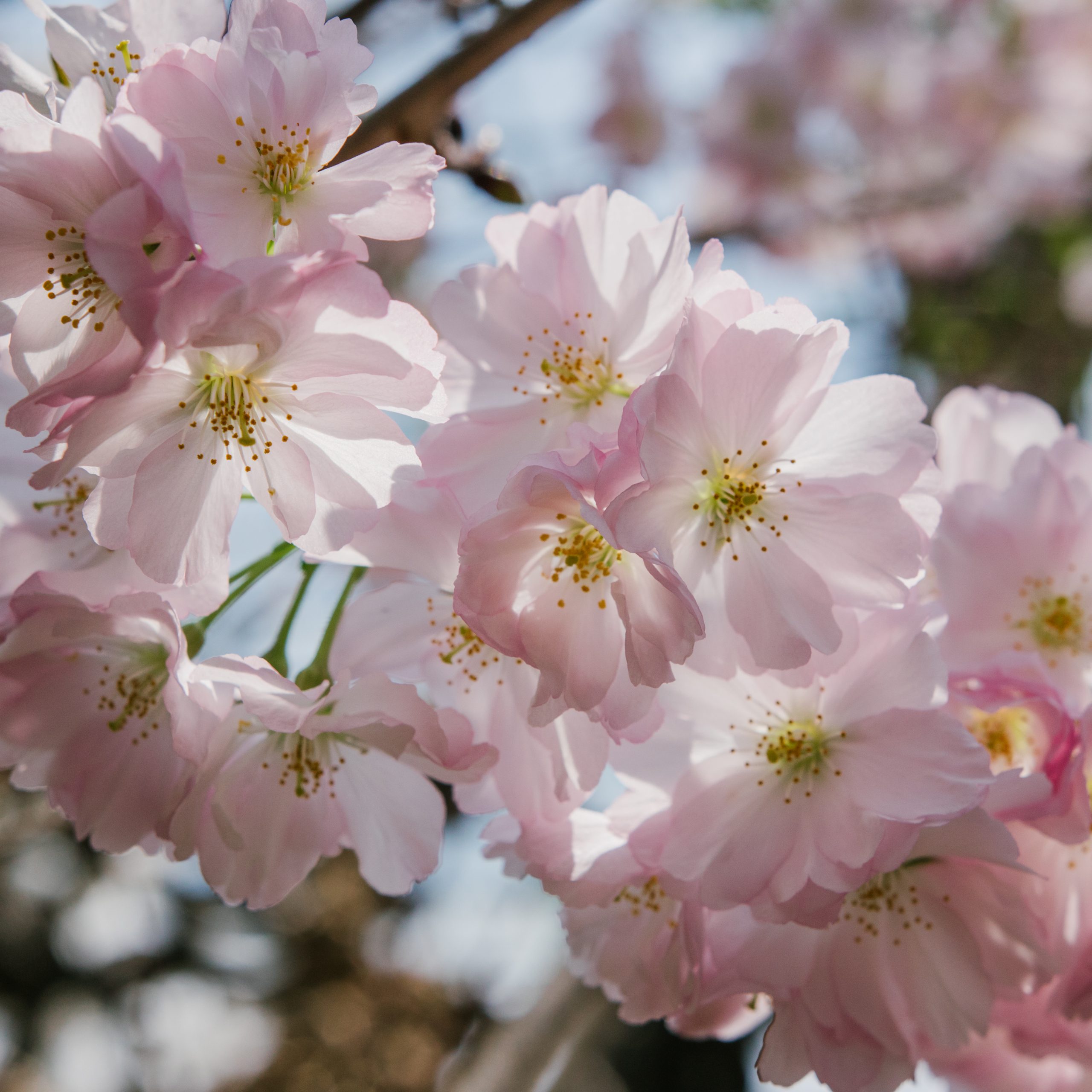 Fiori di ciliegio, Sakura blossoms 桜満開, Luca