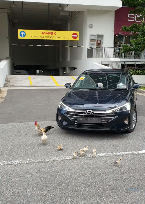 photo of chicken family at mapex almost run over by a car
