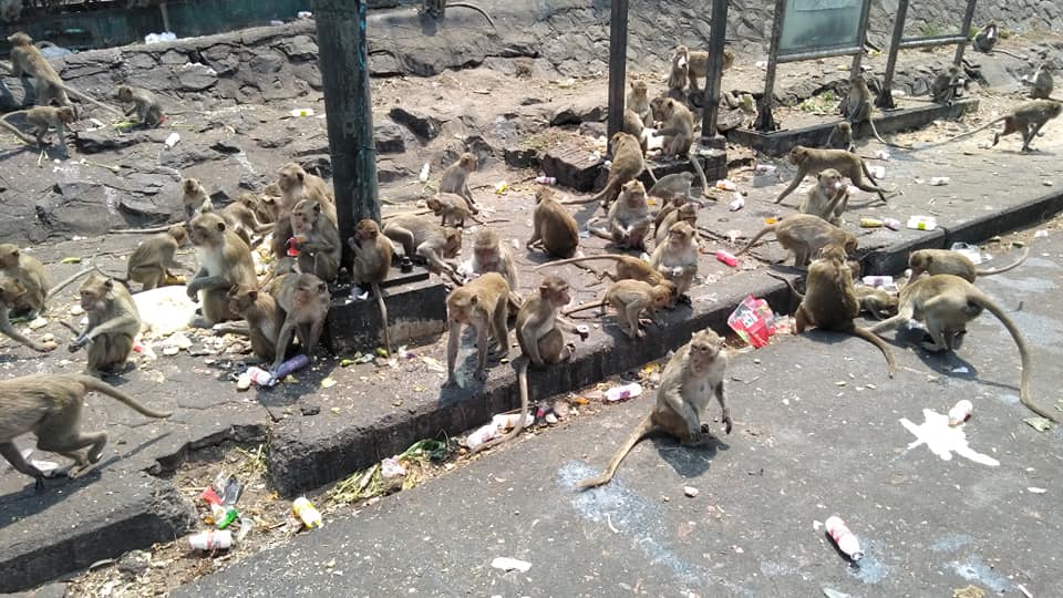 lop buri monkeys thailand