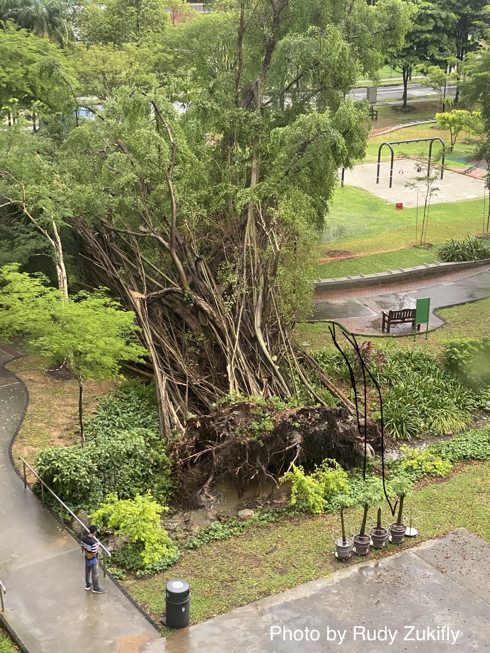 Huge tree falls over after afternoon downpour at Farrer Park