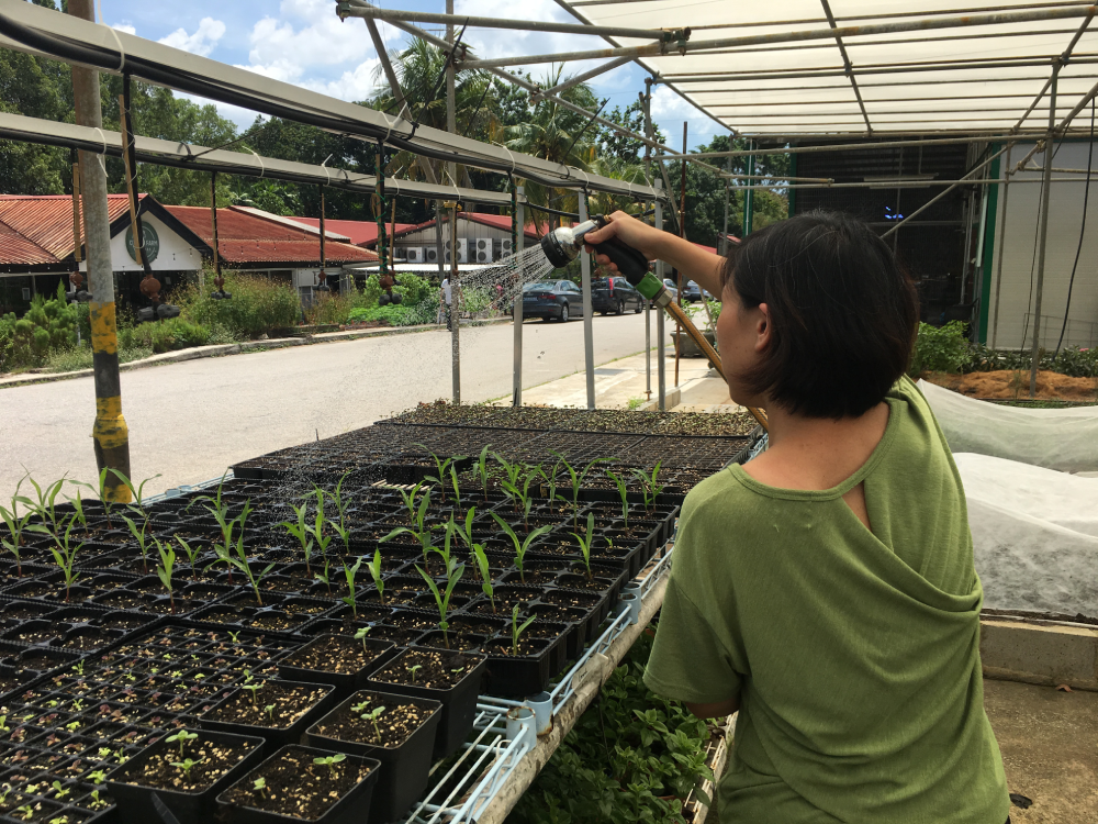 Singapore Food Agency