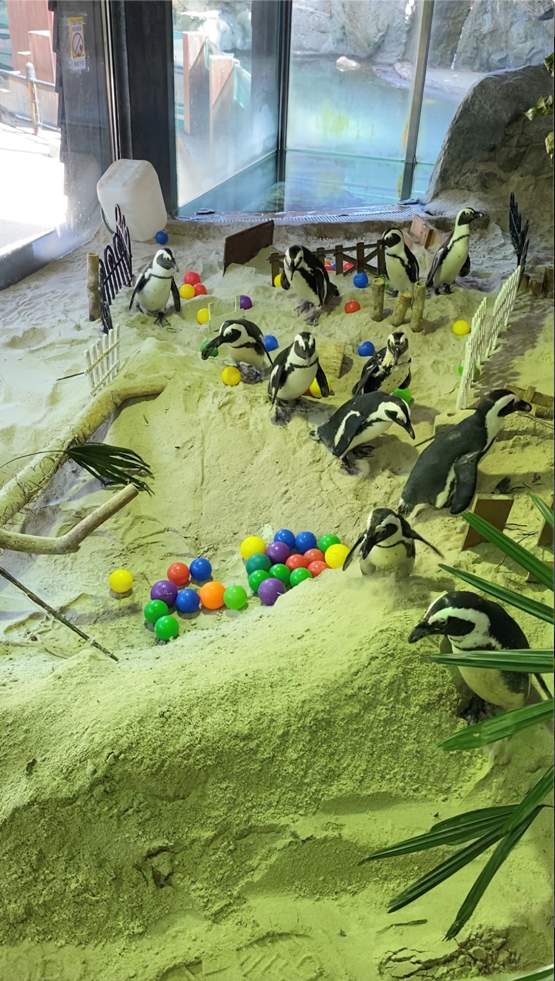 Circuit Breaker S'pore Zoo keepers build obstacle course for penguins