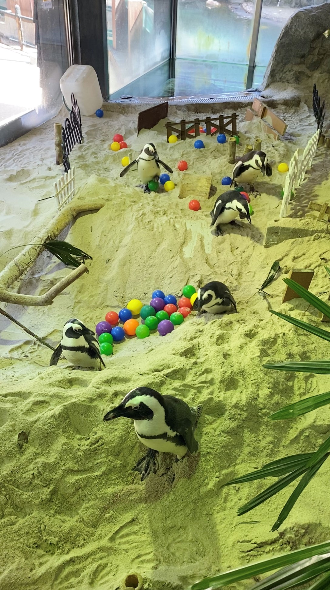 Circuit Breaker S'pore Zoo keepers build obstacle course for penguins