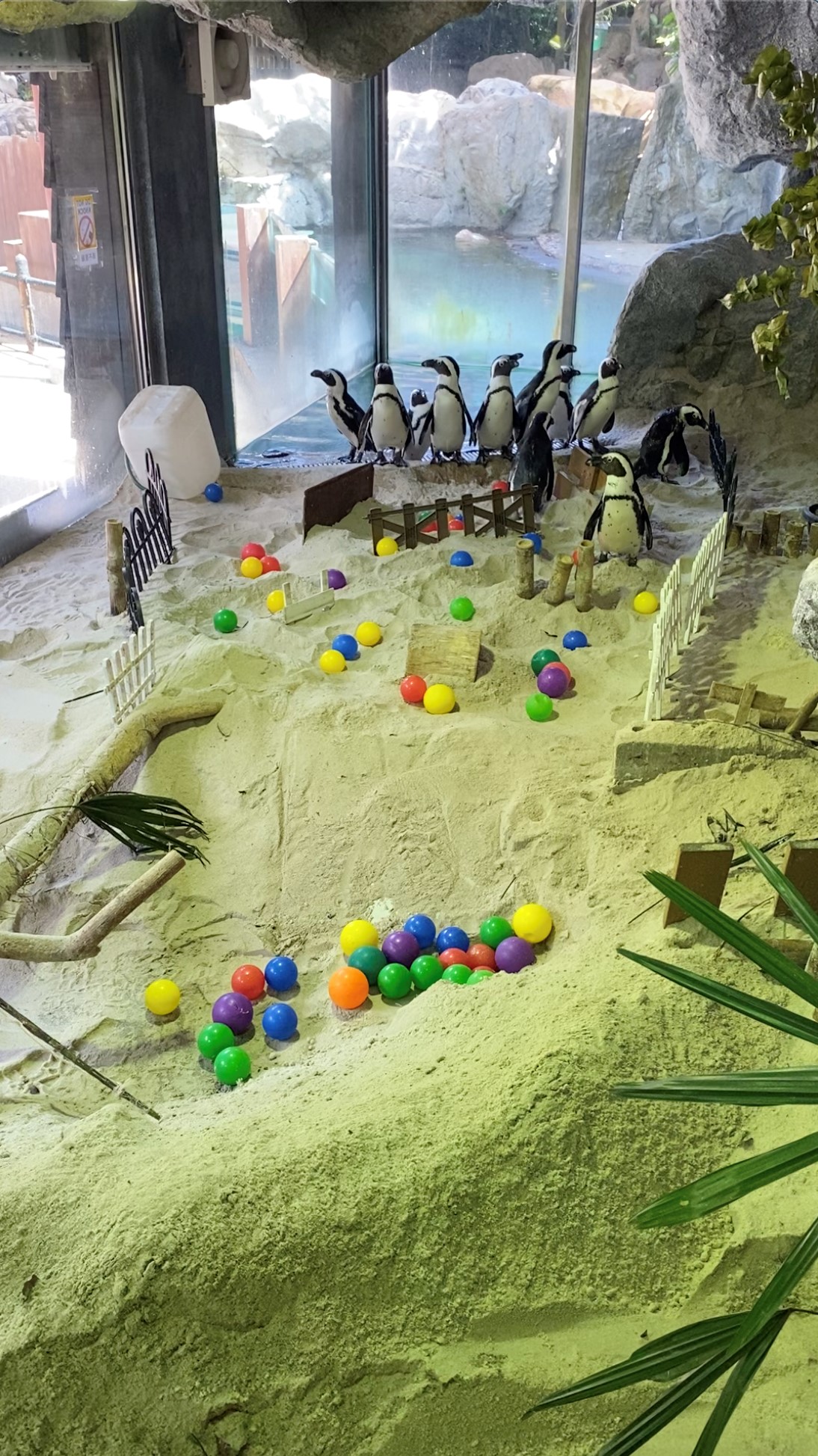 Circuit Breaker S'pore Zoo keepers build obstacle course for penguins