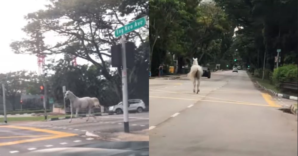 White horse seen galloping across near-empty road in Bukit Timah ...