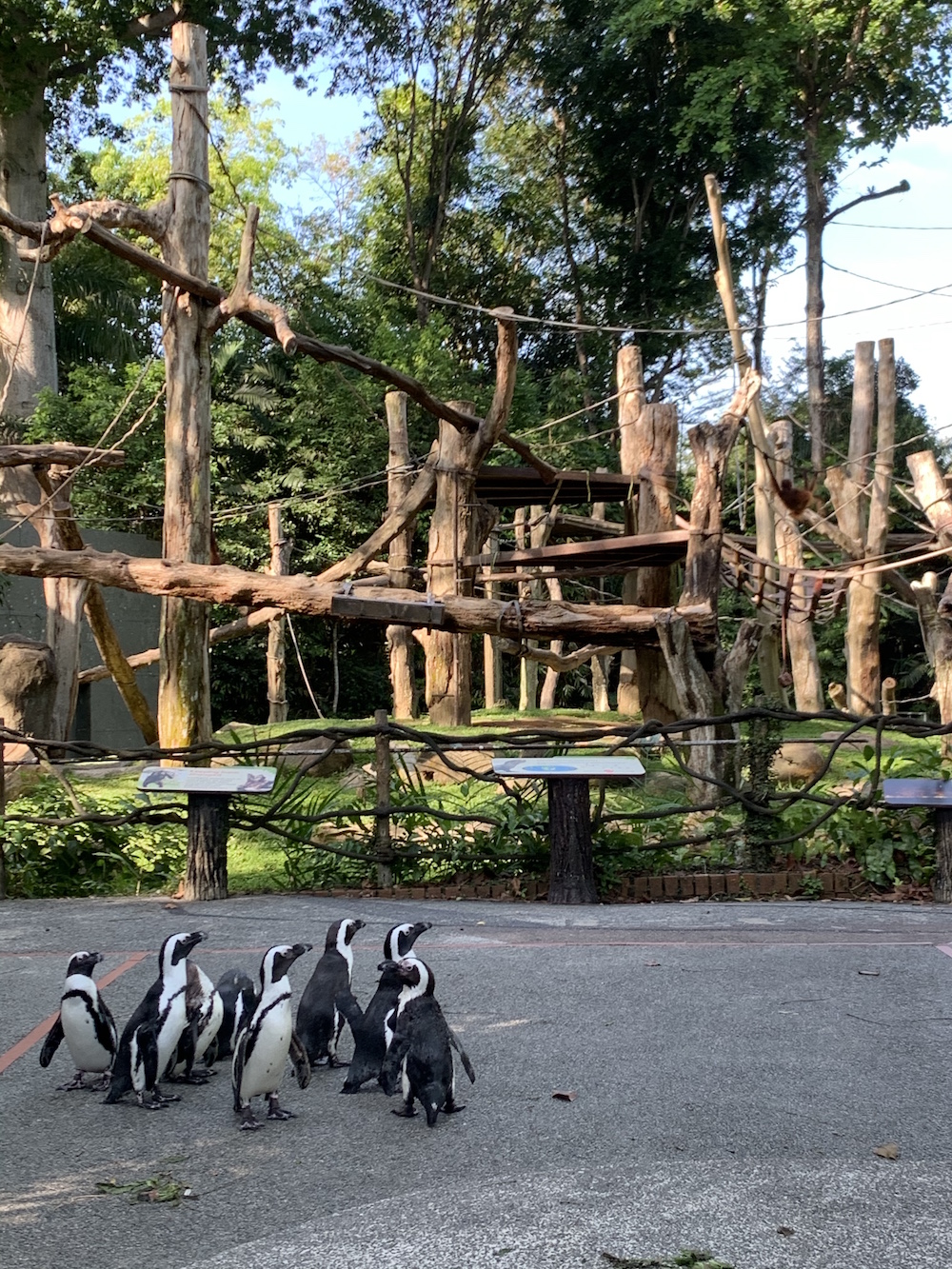 singapore zoo penguins