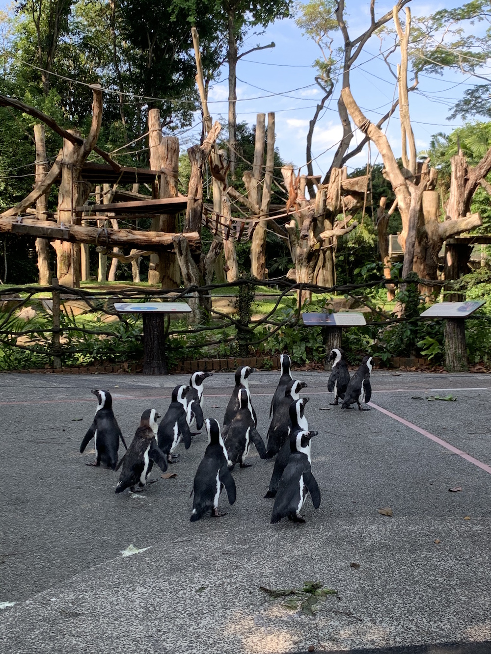 singapore zoo penguins