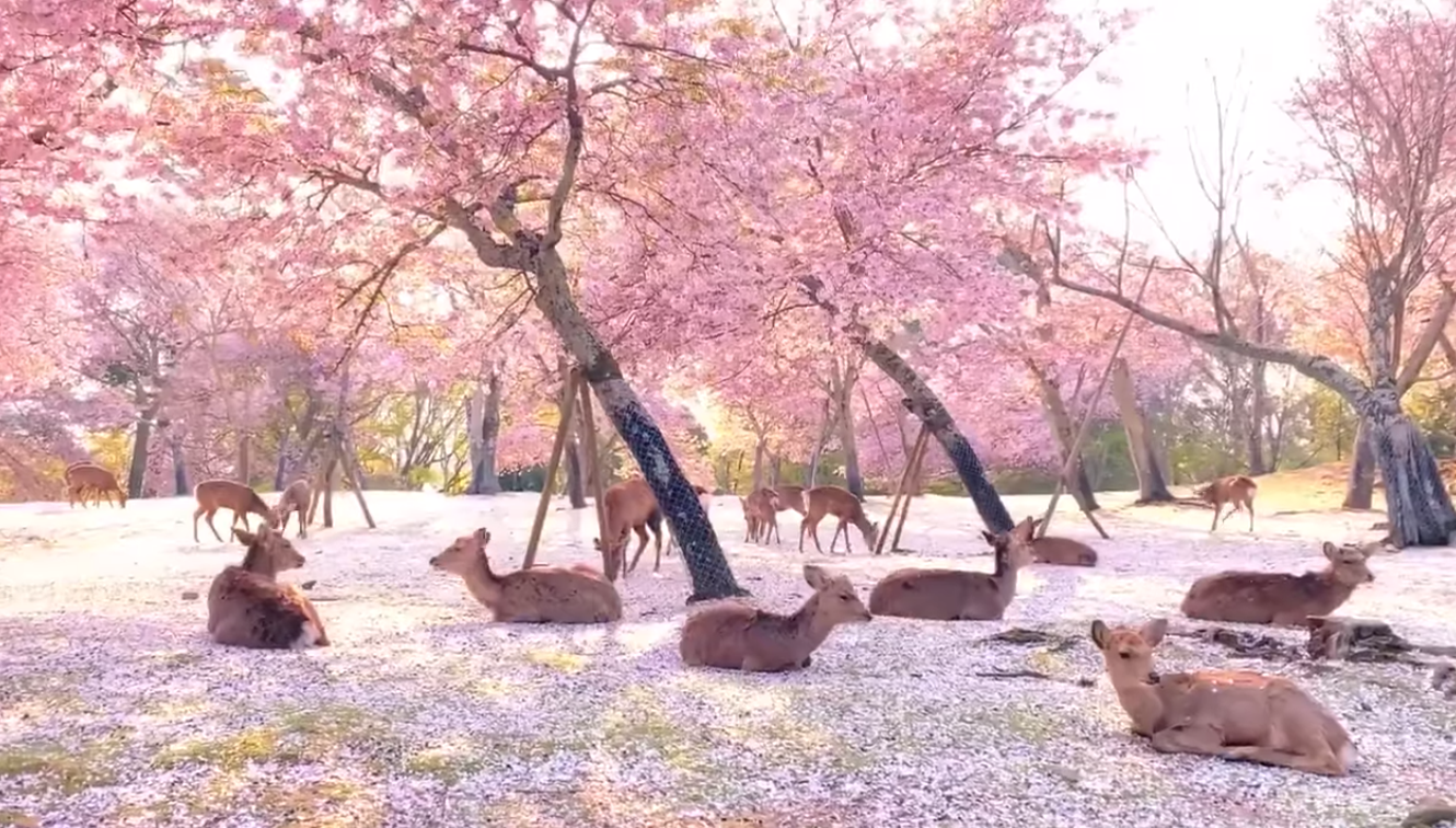 Nara deer chilling out among sakura trees in completely empty park due