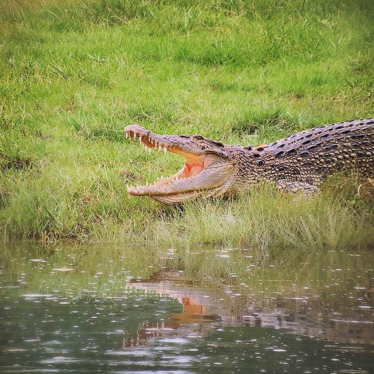 photo of croc at sungei buloh