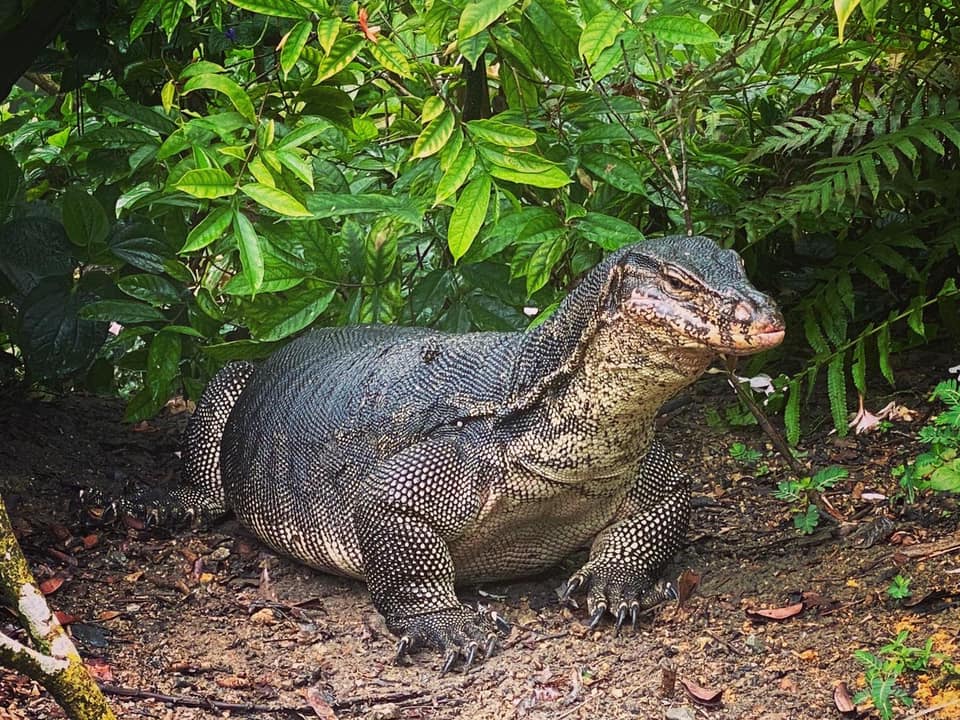 Extremely chonky monitor lizard spotted chilling at S'pore Botanic