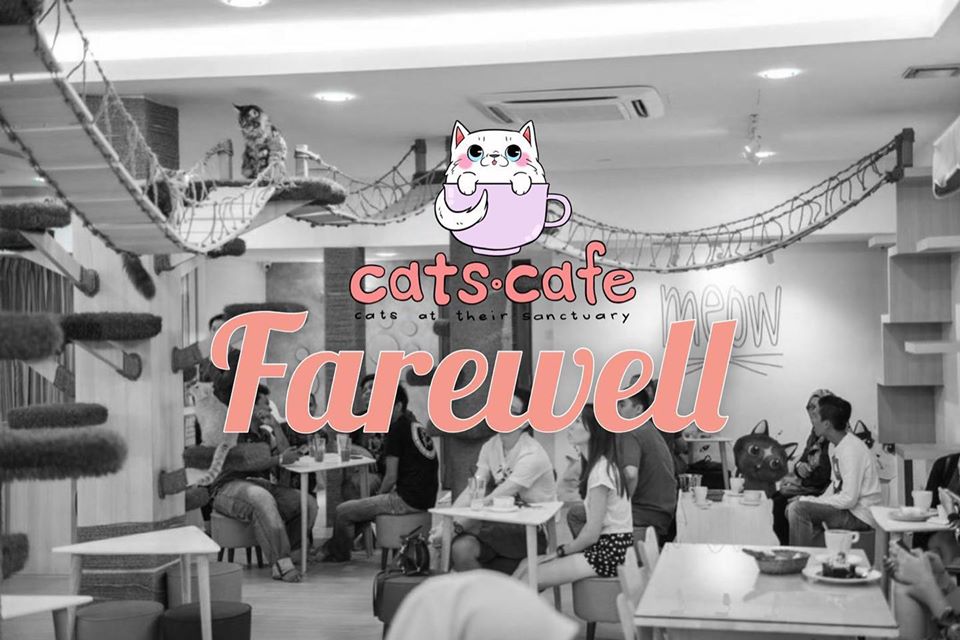 JB Cat Cafe permanently closes after 5 years, will re-home cats 