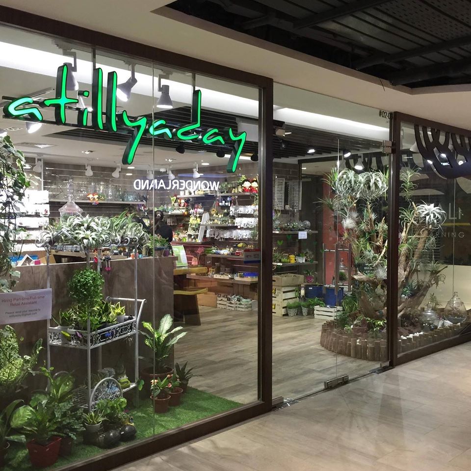 6 Trendy Plant Shops In S Pore For Millennials Obsessed With Houseplants Mothership Sg News From Singapore Asia And Around The World