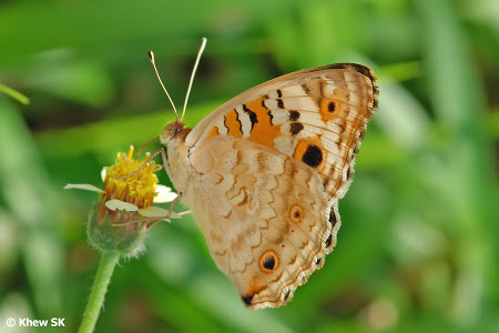 blue pansy butterfly