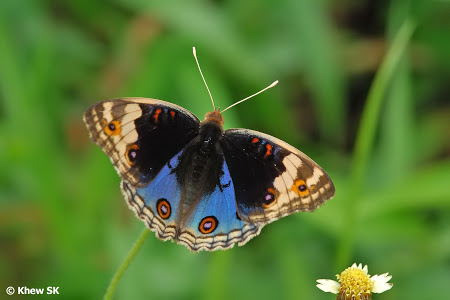 BluePansy butterfly 