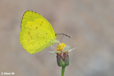 Common Grass Yellow 