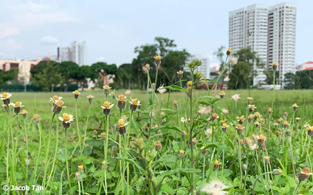 coat buttons wild plants singapore