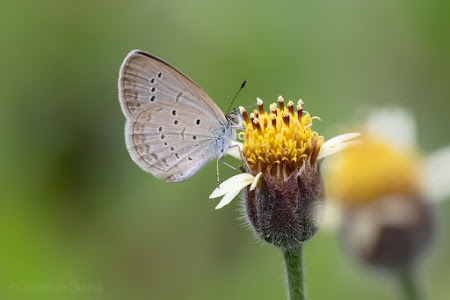 lesser grass blue butterfly singapore