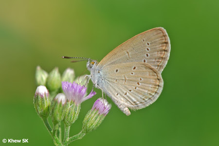 Lesser Grass Blue