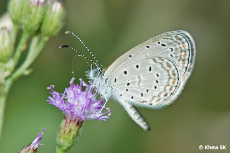 Pygmy Grass Blue