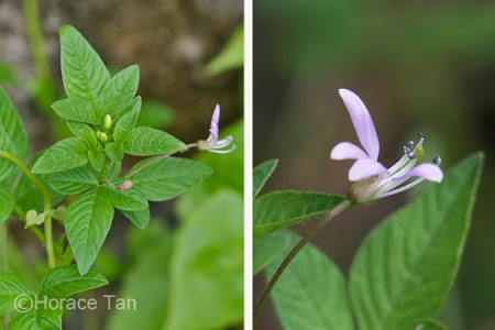 wild plant singapore