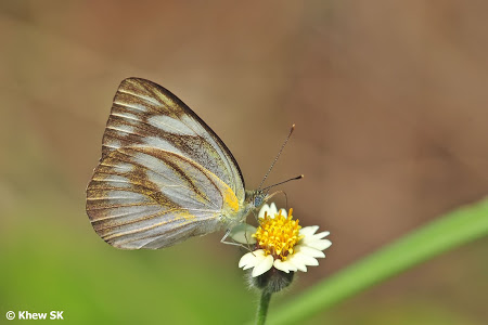 butterfly singapore