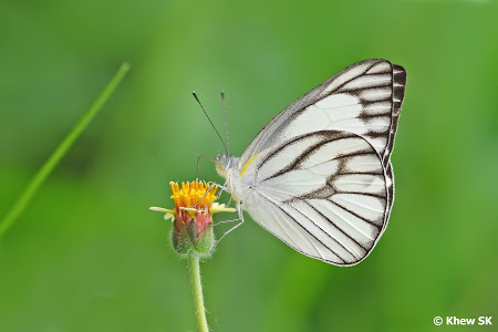 butterfly in singapore
