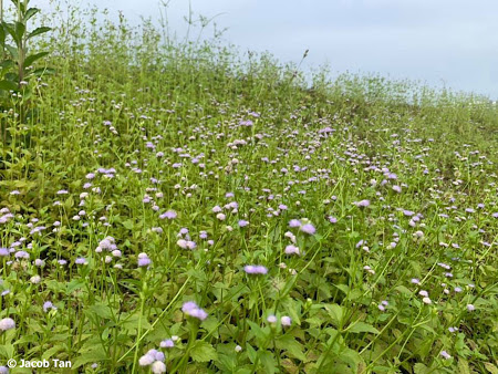 white weed singapore