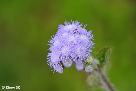 wildflowers singapore