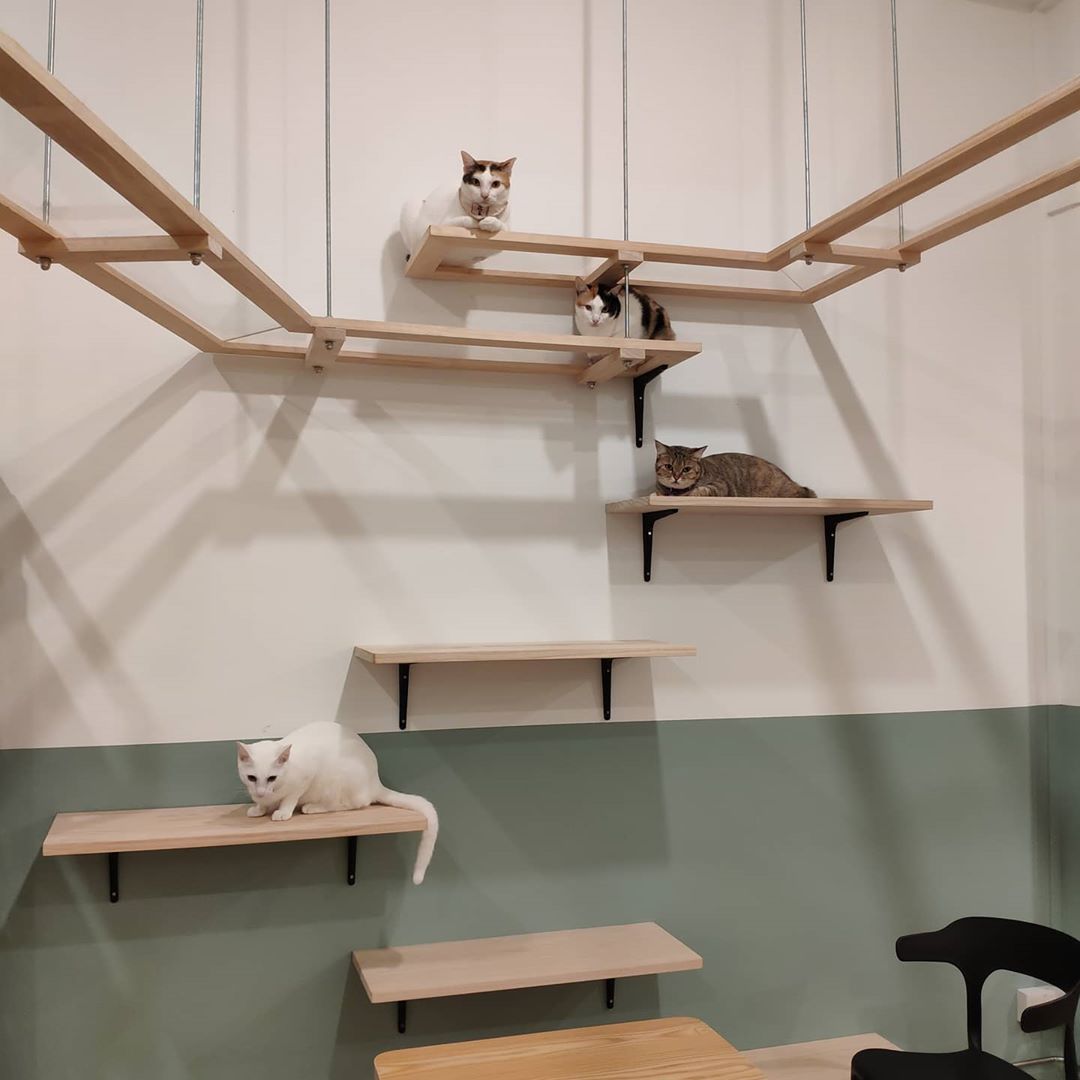 Cat cafe outlet with 11 kitties opens at Rail Mall, SS16 for 2 hours