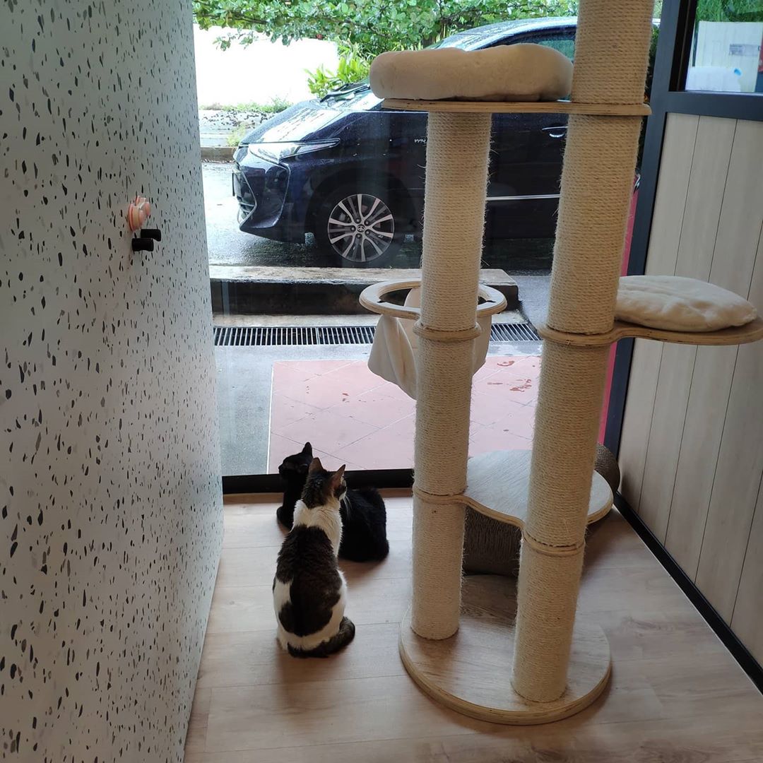  Cat  cafe  outlet with 11 kitties opens at Rail  Mall  SS 16 