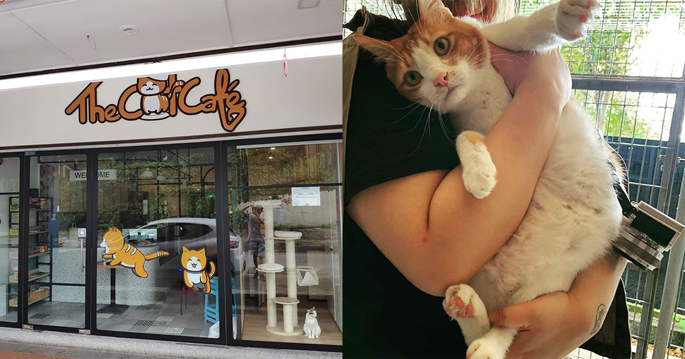 Cat cafe outlet with 11 kitties opens at Rail Mall, SS$16 for 2 hours