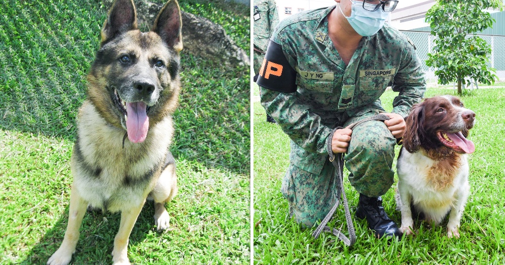 army k9 dogs