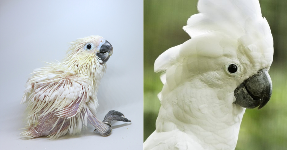 white cockatoo breeds