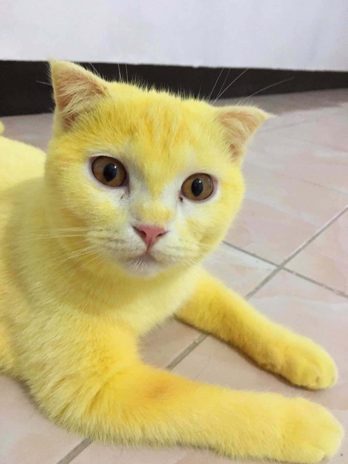 Kucing Berwarna Kuning - Jamiya-has-Merritt