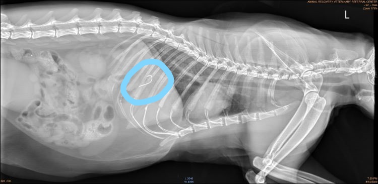 cat swallowed fish hook St John's Island community cat swallows fish hook, suffers hole in gum &  stomach tears - Mothership.SG