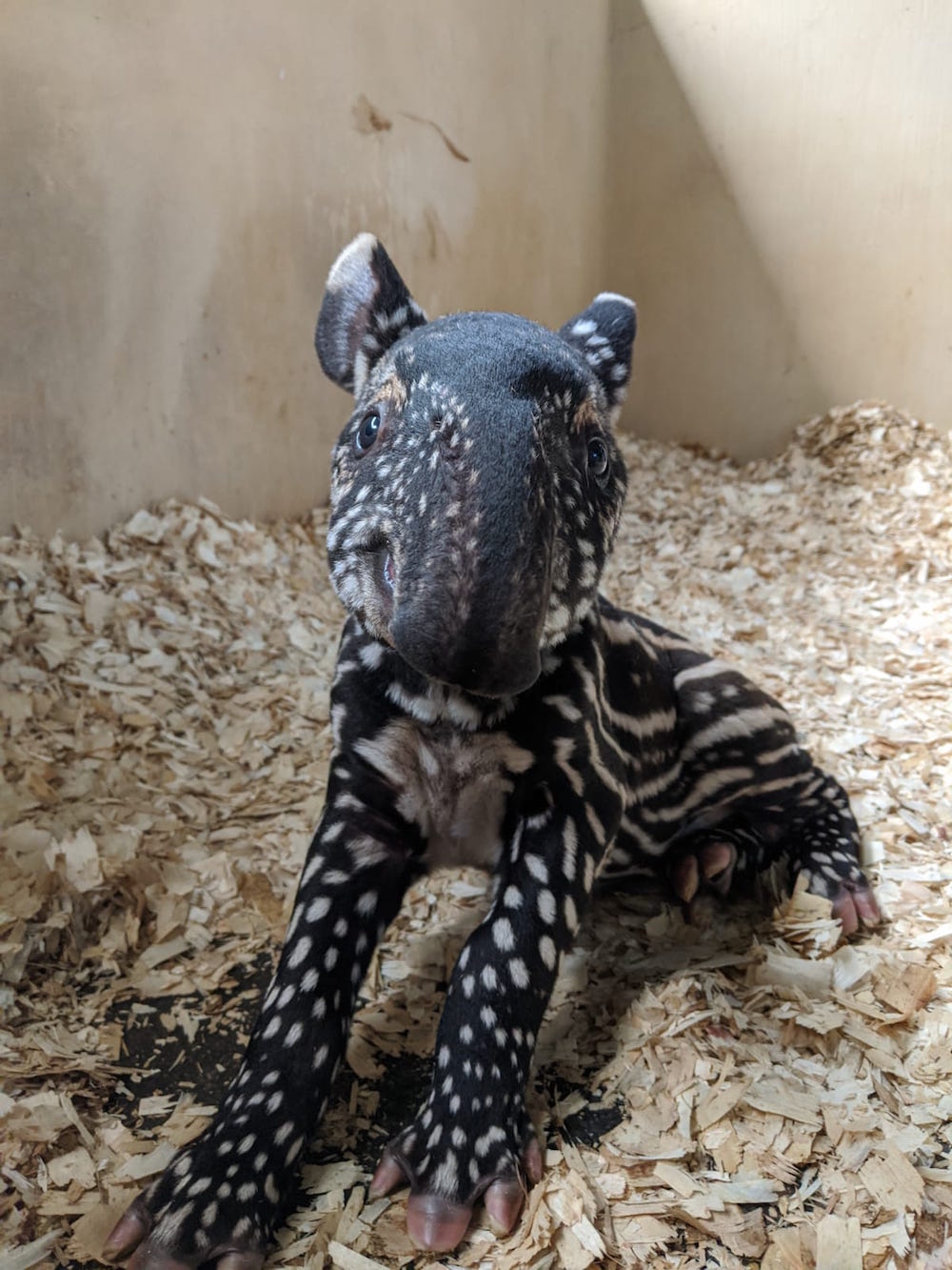 tapir calf