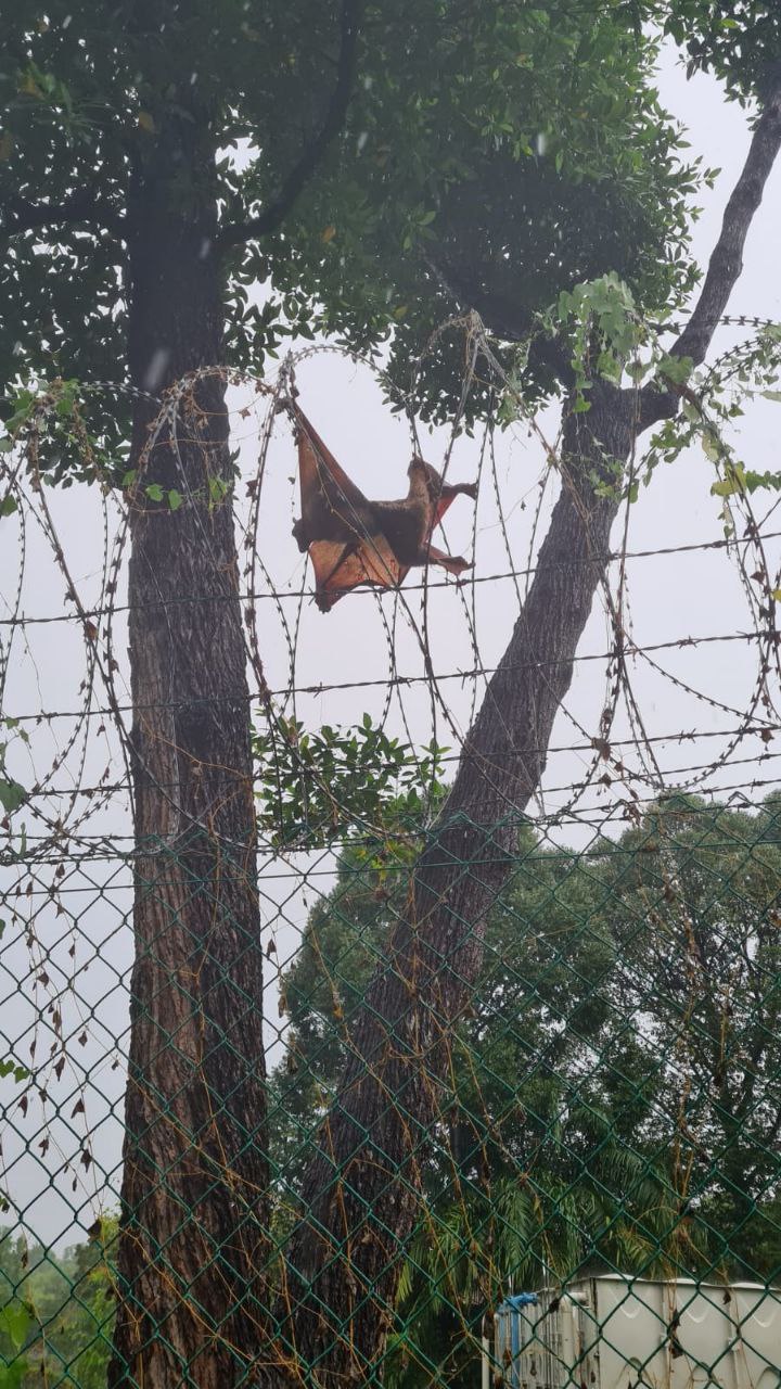 giant colugo