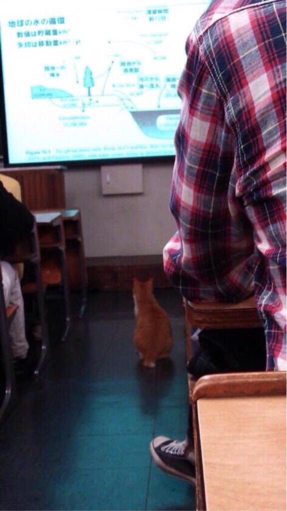 kucing ikut kelas di kampus