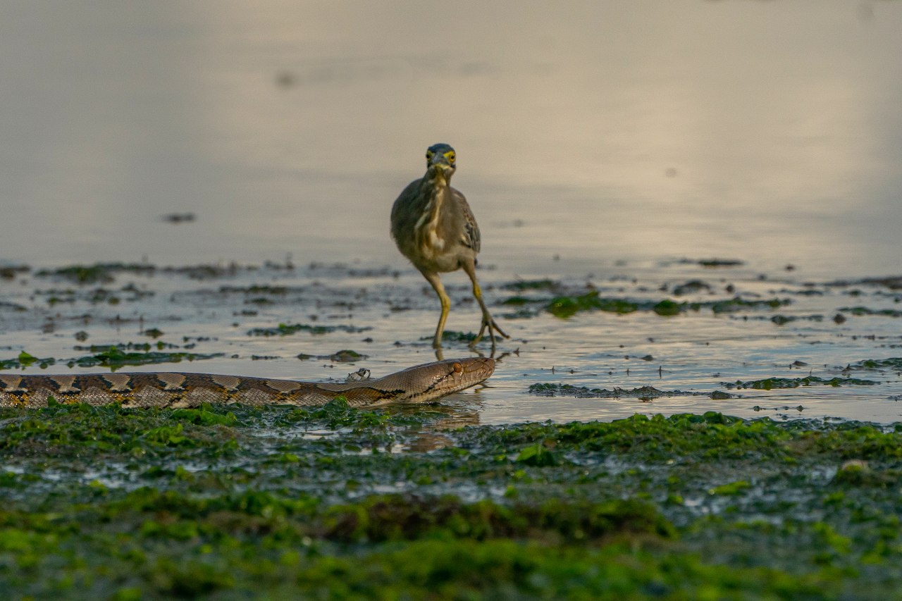 python preying on heron