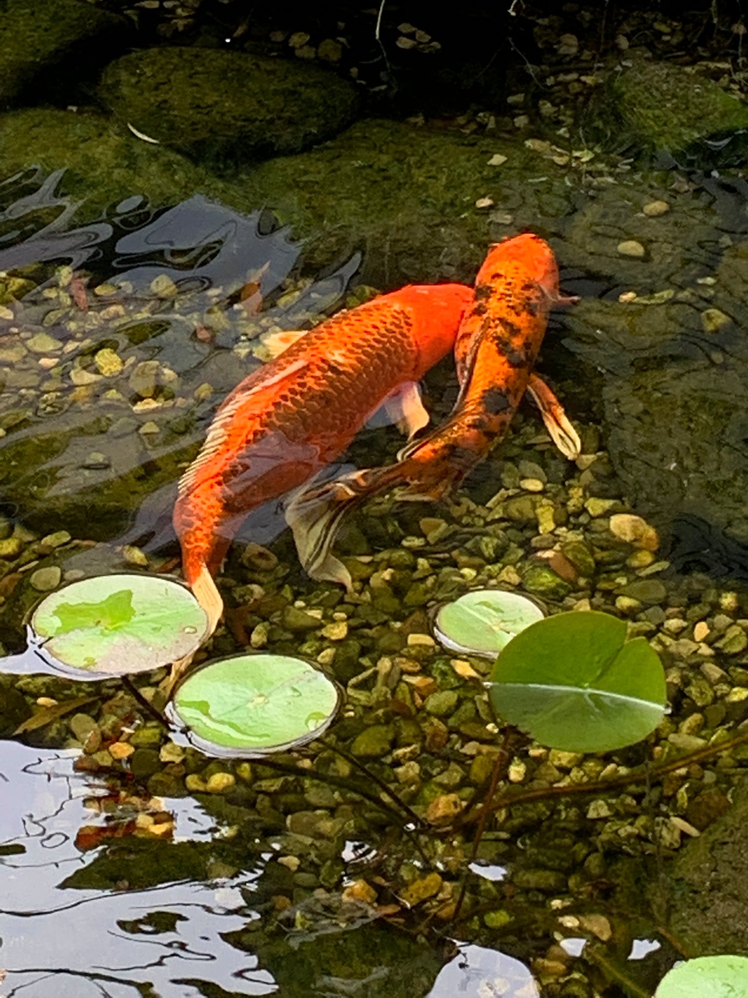 Pet koi comforts fish partner after she undergoes surgery to remove