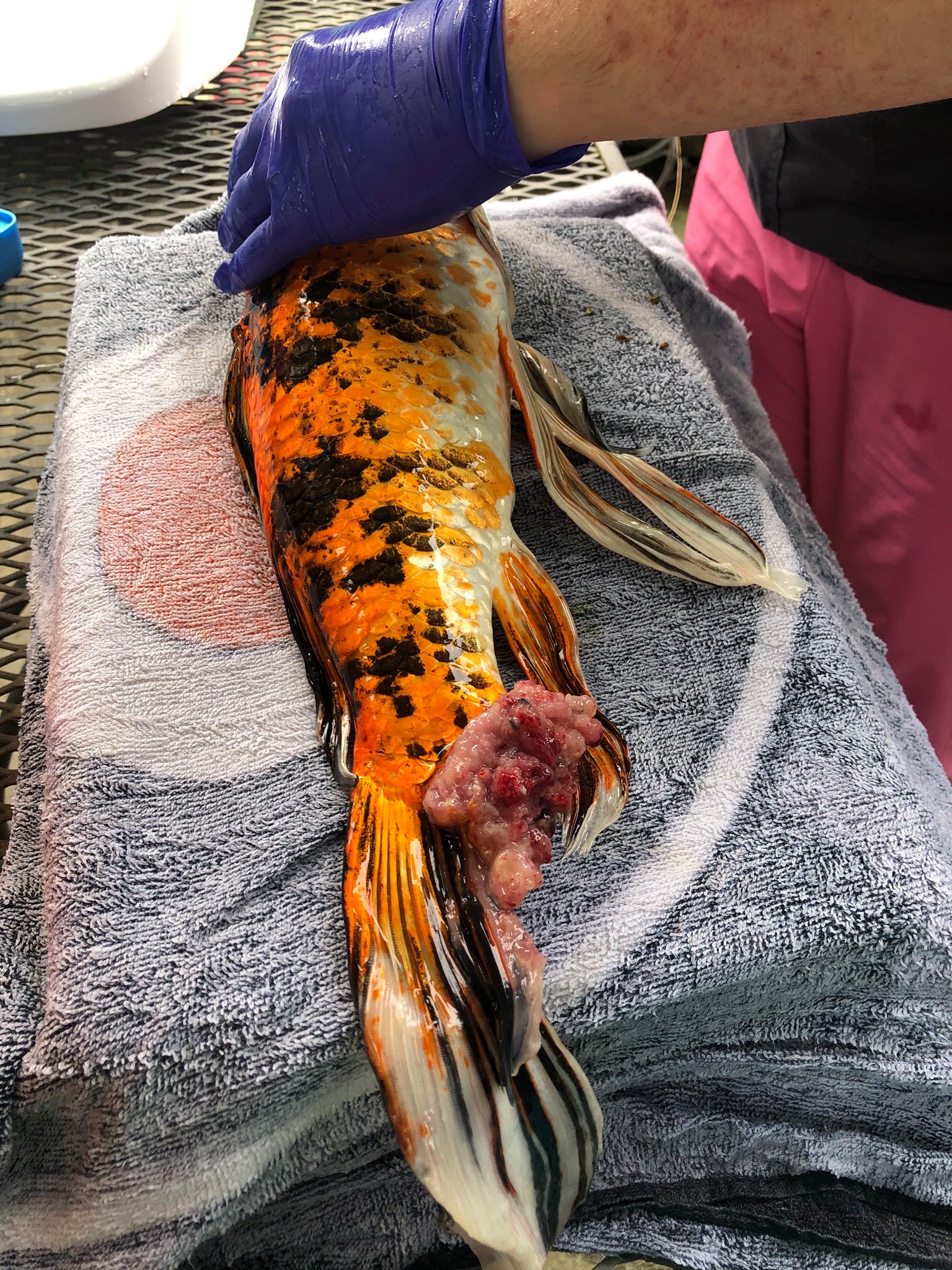 Pet koi comforts fish partner after she undergoes surgery to remove