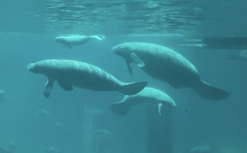 River Safari's manatee Canola gives birth to first baby — a male calf