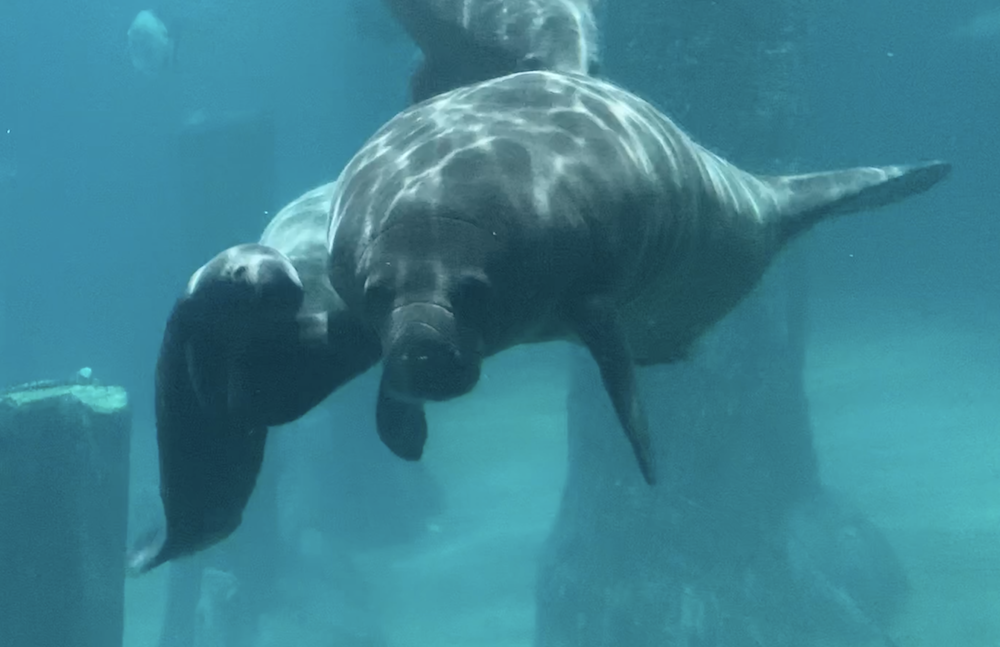River Safari's manatee Canola gives birth to first baby — a male calf weighing 18kg Mothership