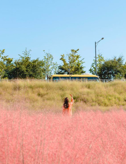 photo of instagram shot in nari park pink grass