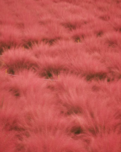 photo of pink grass in yangju south korea