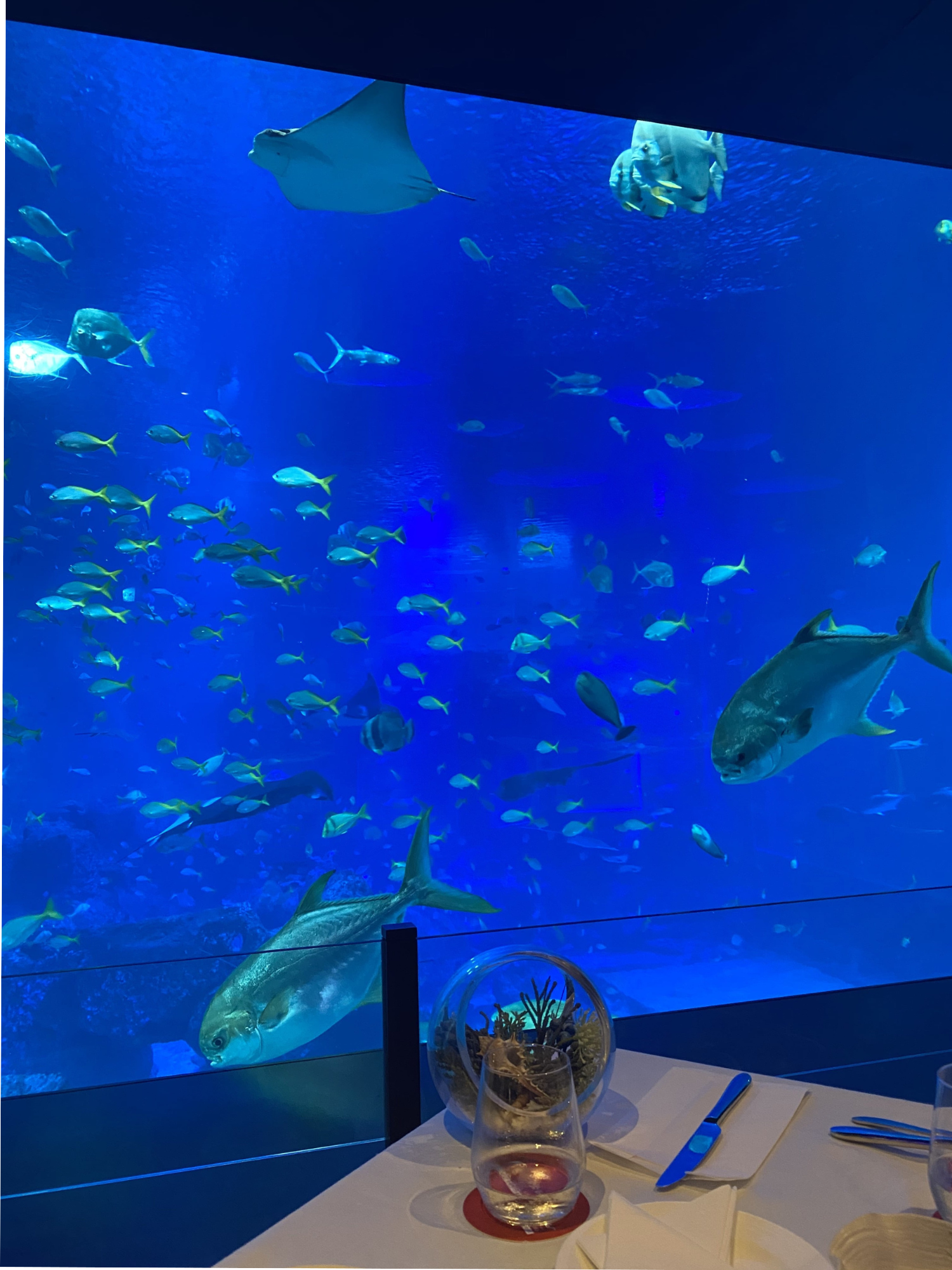 Ocean Restaurant aquarium seats
