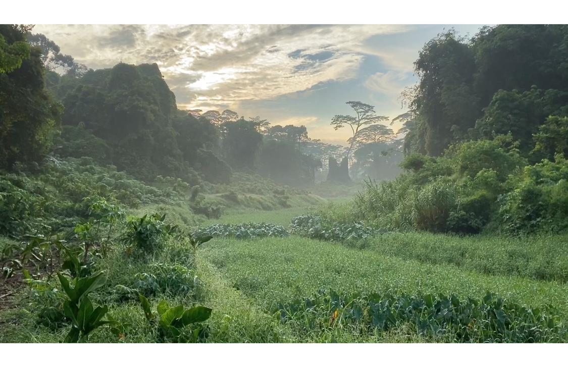 This is Clementi Forest, the most important unprotected ...